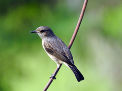 Saxicola caprata
