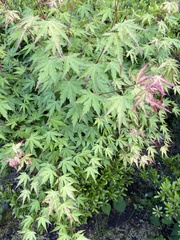 Acer palmatum