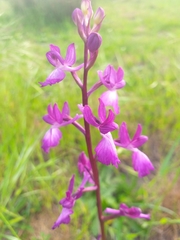 Anacamptis