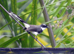 Rhipidura nigritorquis