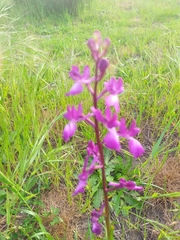 Anacamptis