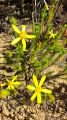 Euryops virgineus