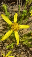 Euryops virgineus