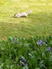 Sciurus carolinensis