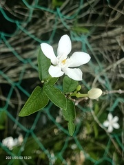 Wrightia antidysenterica