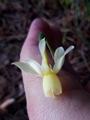 Narcissus triandrus pallidulus