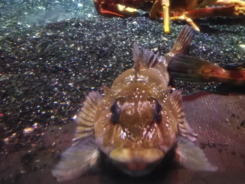 Tristan klipfish (Bovichtus diacanthus) — Bovichtidae