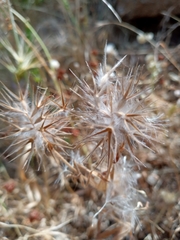 Trifolium dasyurum