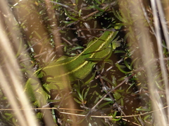 Naultinus gemmeus