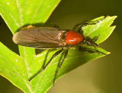 Bibio hortulanus