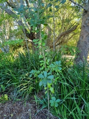 Sideroxylon inerme inerme