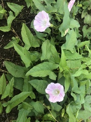 Calystegia hederacea