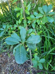 Sideroxylon inerme inerme
