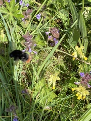 Bombus lapidarius