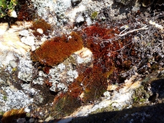 Imbribryum alpinum