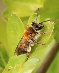 Andrena helvola