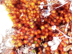 Imbribryum alpinum