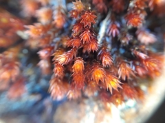 Imbribryum alpinum