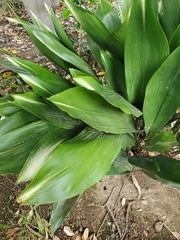 Aspidistra elatior
