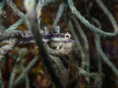 Petroscirtes breviceps