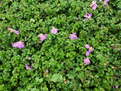 Heterotis rotundifolia