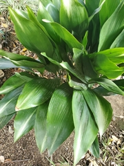 Aspidistra elatior