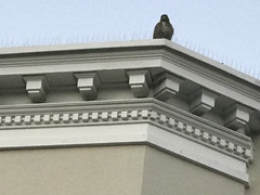 Buteo jamaicensis