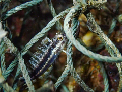 Petroscirtes breviceps