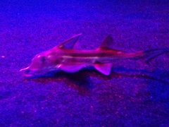 Callorhinchus capensis