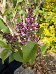 Syringa vulgaris