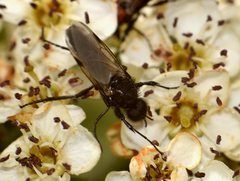 Bibio hortulanus