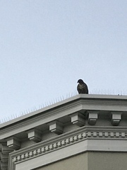 Buteo jamaicensis