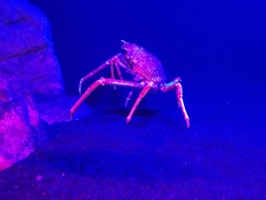 Macrocheira kaempferi