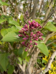 Syringa vulgaris