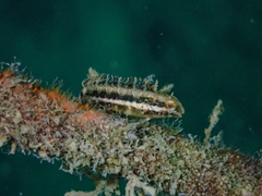 Petroscirtes breviceps