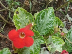Episcia cupreata