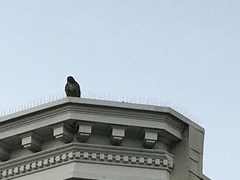 Buteo jamaicensis