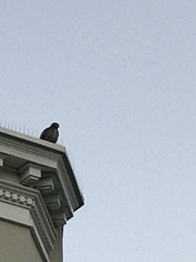 Buteo jamaicensis