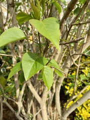 Syringa vulgaris