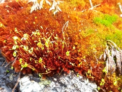 Imbribryum alpinum