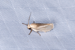 Athrypsiastis salva