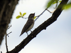 Muscicapa griseisticta