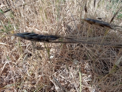 Triticum dicoccoides