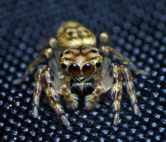 Opisthoncus barbipalpis