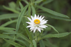 Xerochrysum papillosum