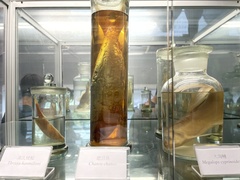 Megalops cyprinoides