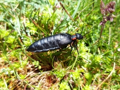 Physomeloe corallifer