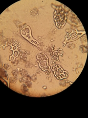 Eupentacta quinquesemita