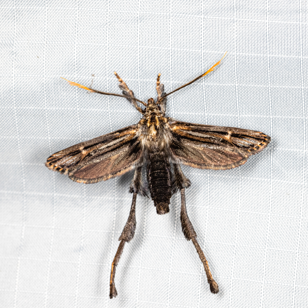 Ashinagidae