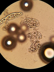 Eupentacta quinquesemita